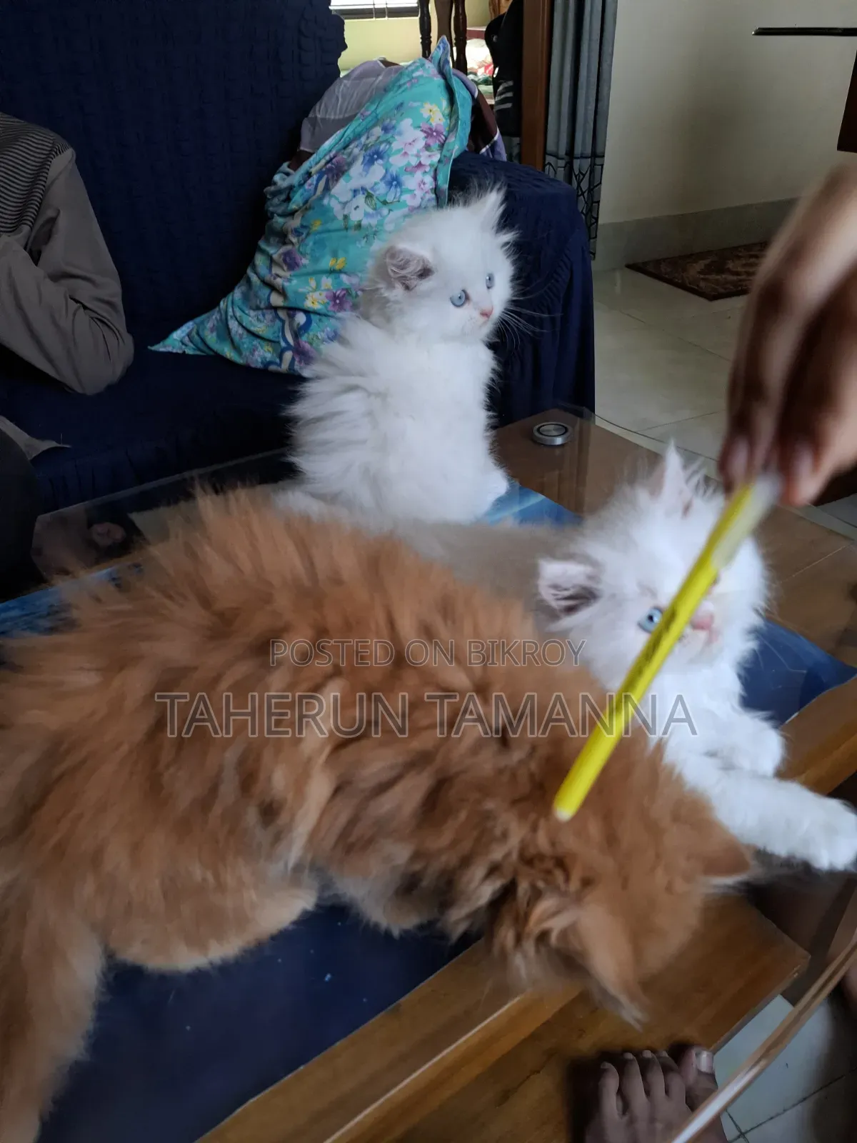 ১-৩ মাস বয়সী ফিমেল পিওরব্রেড পার্সিয়ান