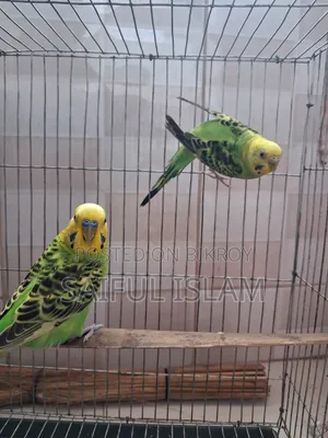 Budgerigar Pair