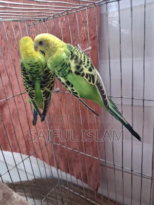 Budgerigar Pair