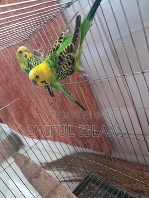 Budgerigar Pair
