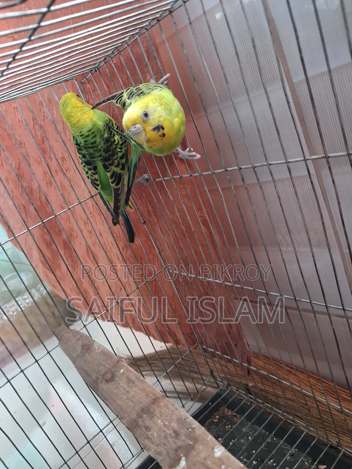 Budgerigar Pair