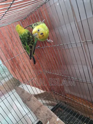 Budgerigar Pair