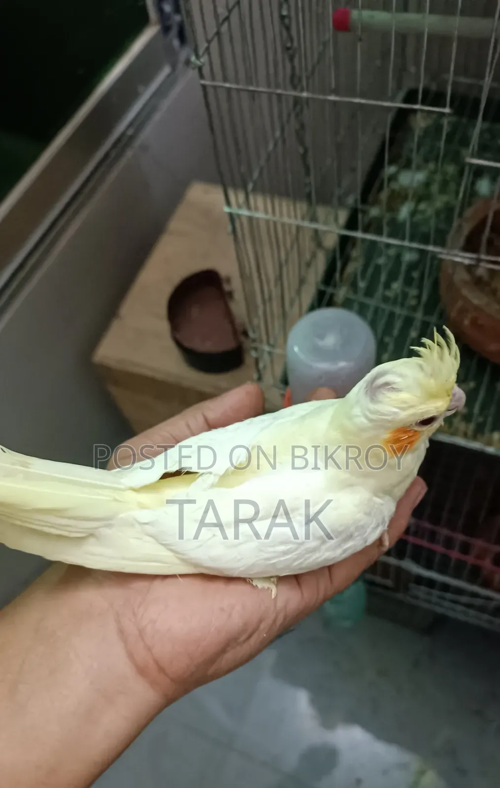 Lutino Cockatiel Tamed Self Feeding Baby