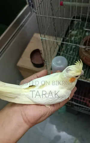 Lutino Cockatiel Tamed Self Feeding Baby