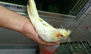 Lutino Cockatiel Tamed Self Feeding Baby