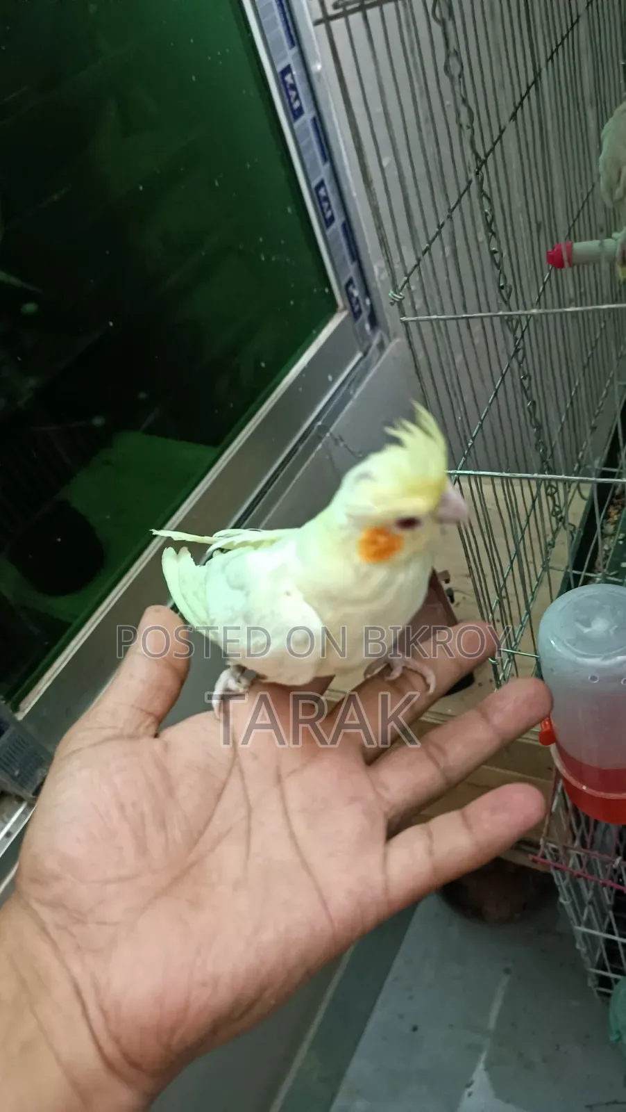 Lutino Cockatiel Tamed Self Feeding Baby
