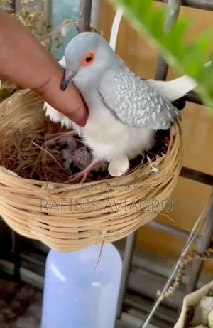 Diamond Dove