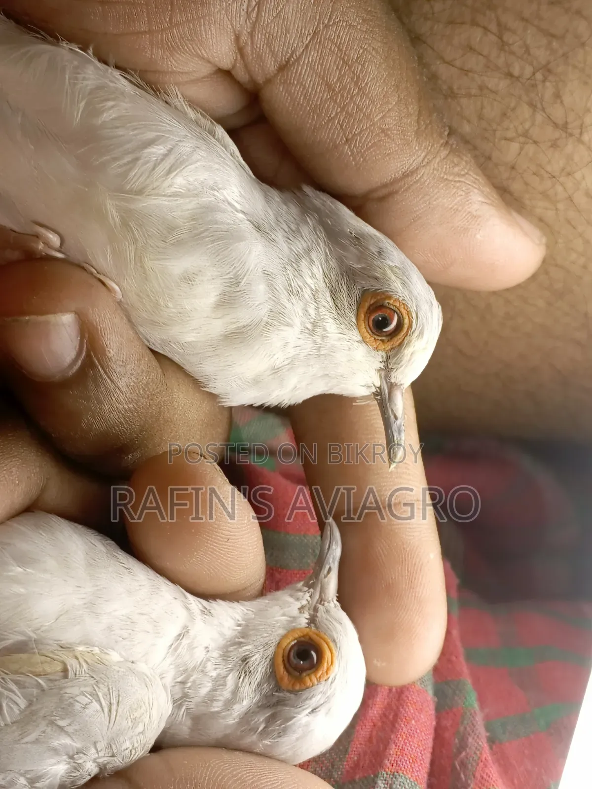 Diamond Dove