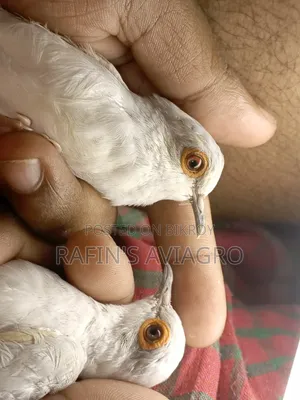 Diamond Dove