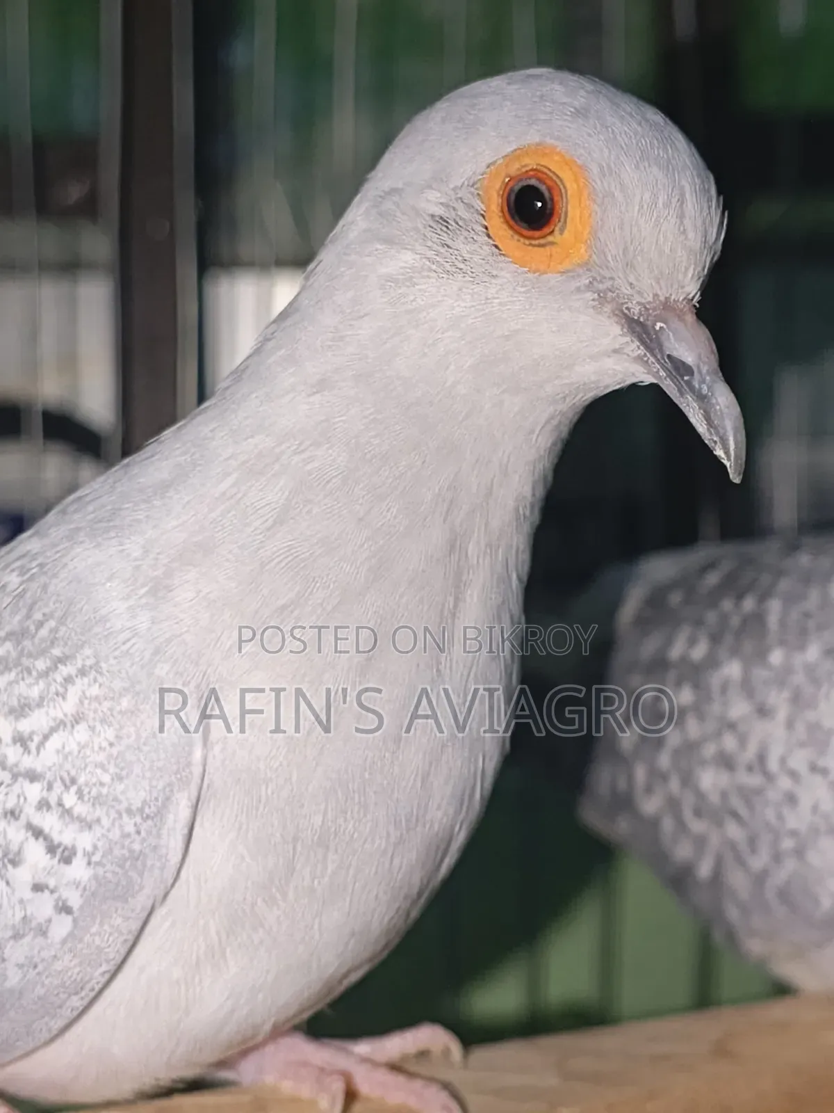 Diamond Dove