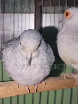 Diamond Dove