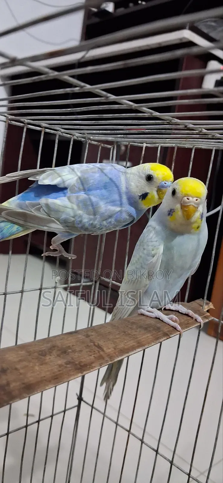 Rainbow Budgerigar