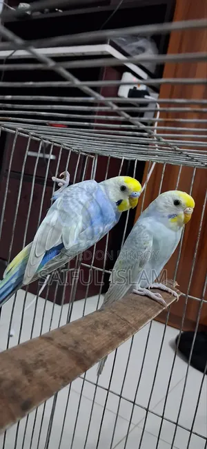 Rainbow Budgerigar