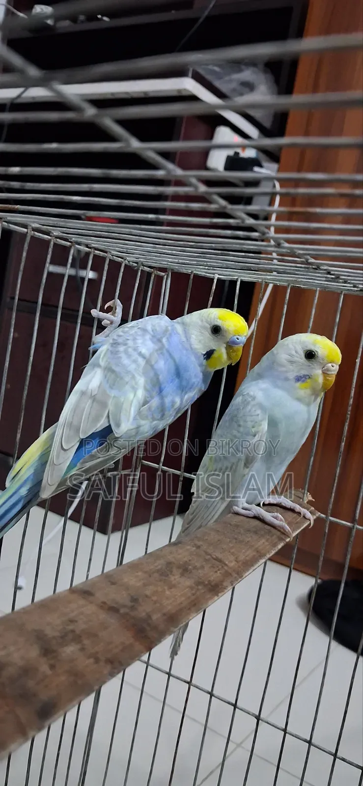 Rainbow Budgerigar