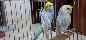 Rainbow Budgerigar
