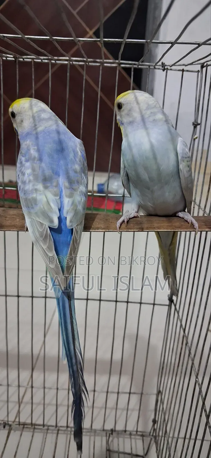 Rainbow Budgerigar