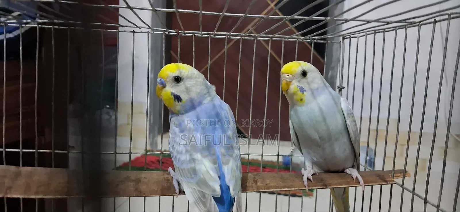 Rainbow Budgerigar