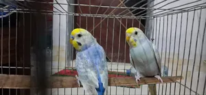 Rainbow Budgerigar