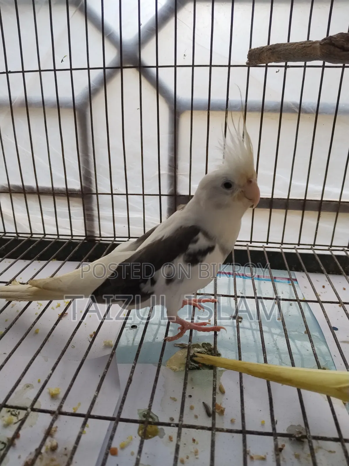 White Face Cockatiel