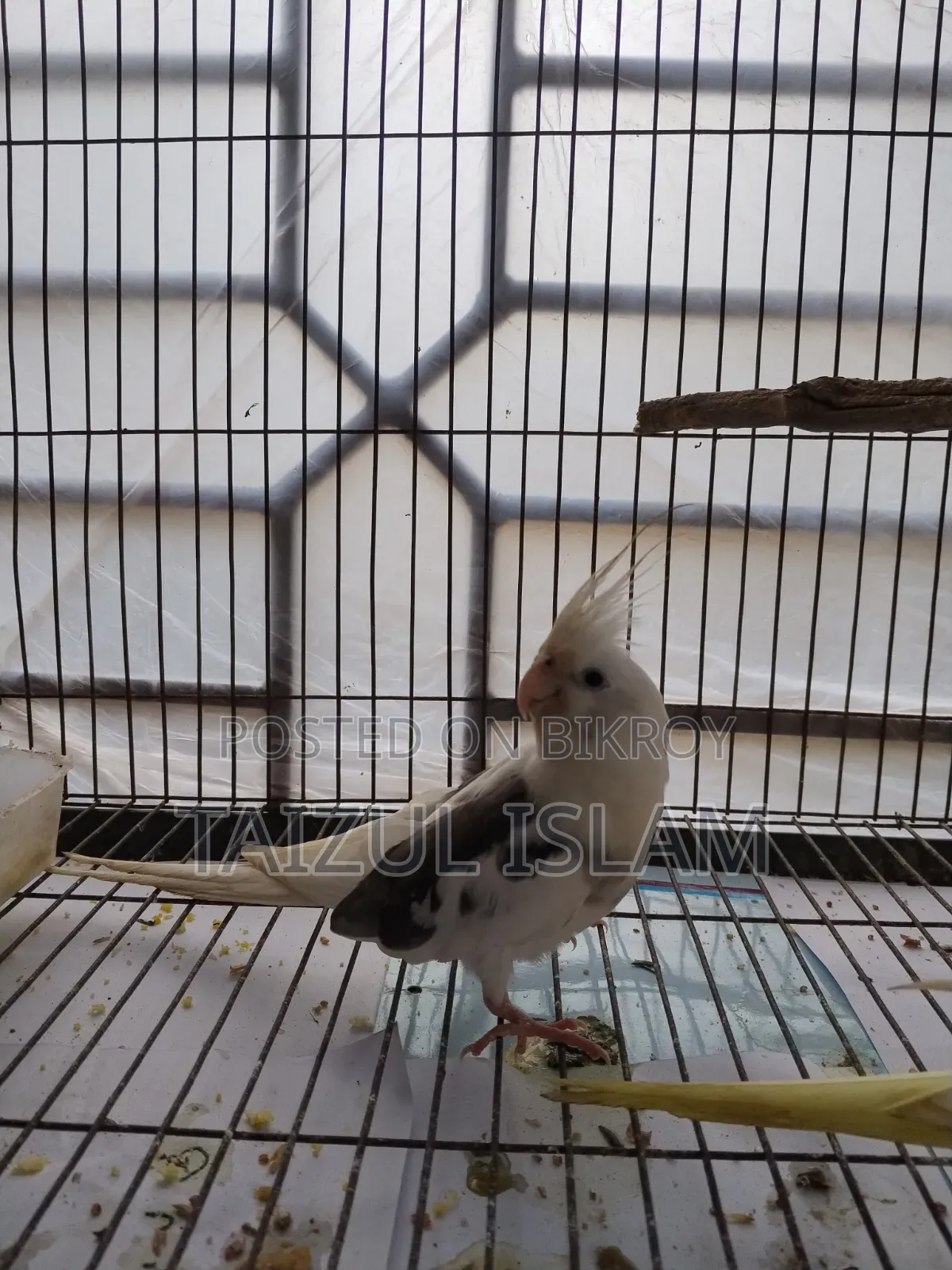 White Face Cockatiel