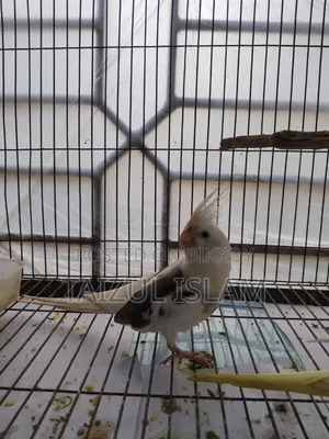 White Face Cockatiel