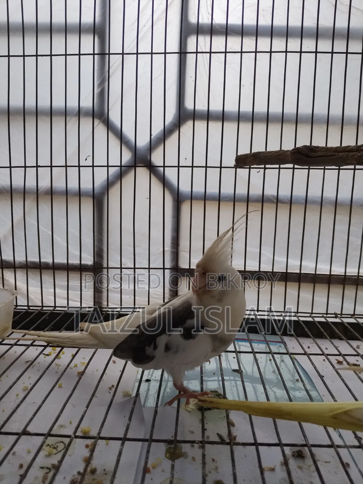 White Face Cockatiel
