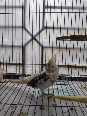 White Face Cockatiel