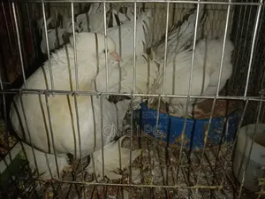One pair of Lakkha and a single male will be sold,,,,