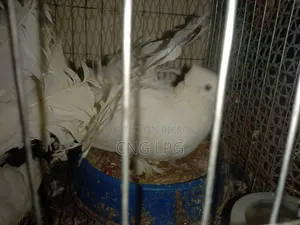 One pair of Lakkha and a single male will be sold,,,,