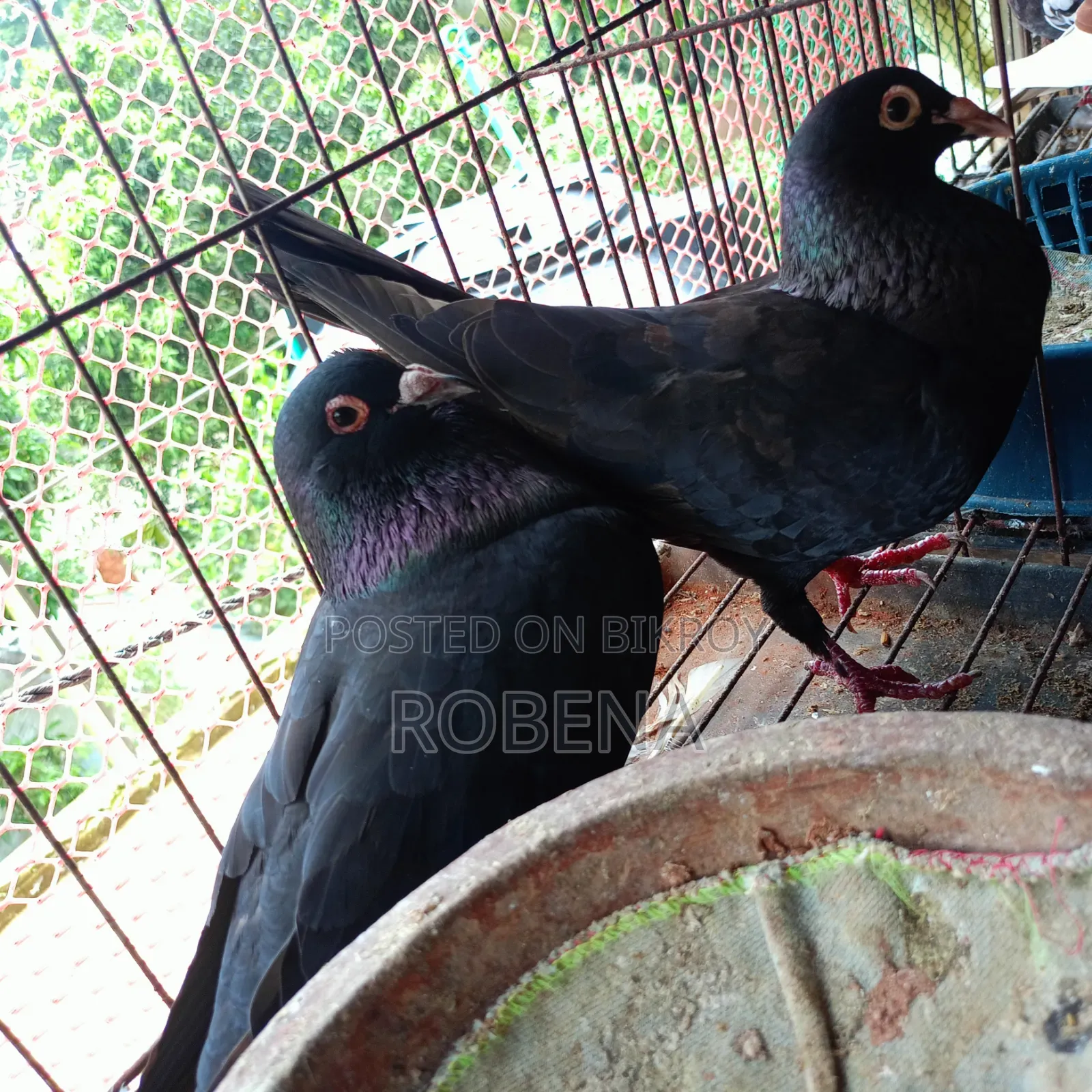 ৬ জোড়া রানিং কবুতর সেল হবে