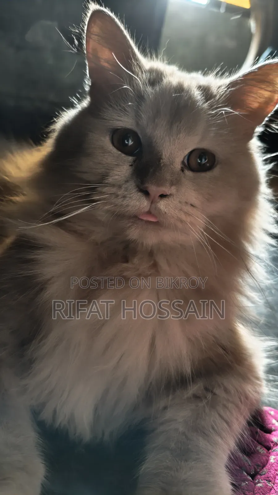 ৬-১২ মাসের পুরুষ বিশুদ্ধ পার্সিয়ান বিড়াল