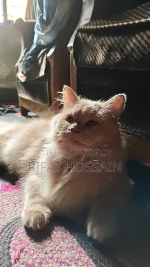 ৬-১২ মাসের পুরুষ বিশুদ্ধ পার্সিয়ান বিড়াল