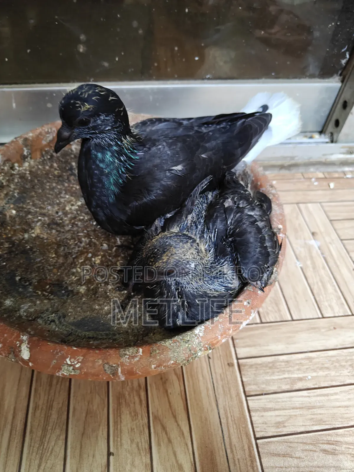 Musol dam Giribaj Pigeons - 2 Pieces
