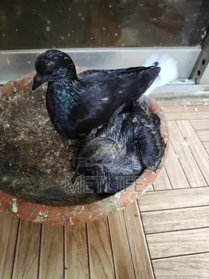 Musol dam Giribaj Pigeons - 2 Pieces