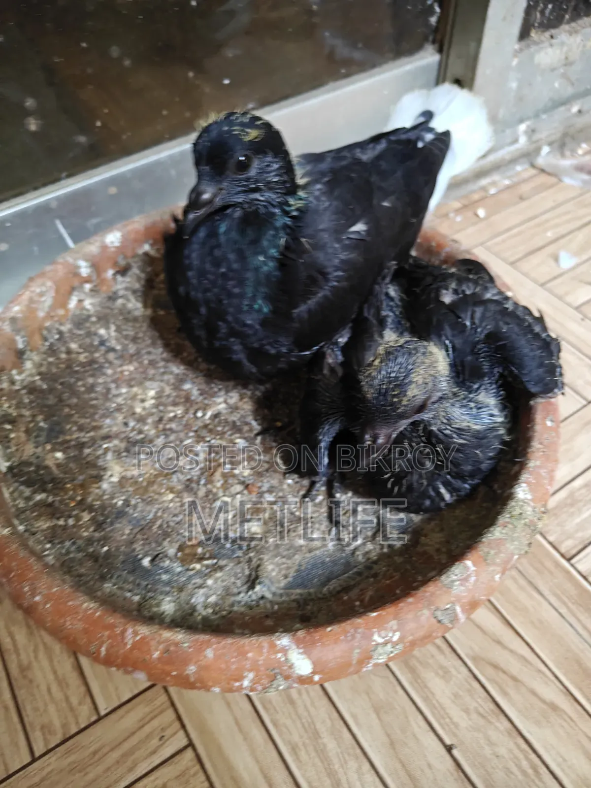 Musol dam Giribaj Pigeons - 2 Pieces