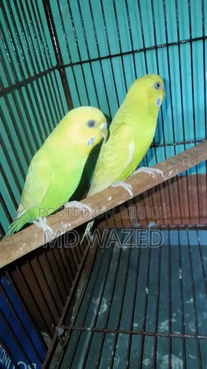 Budgerigar Bird Adult