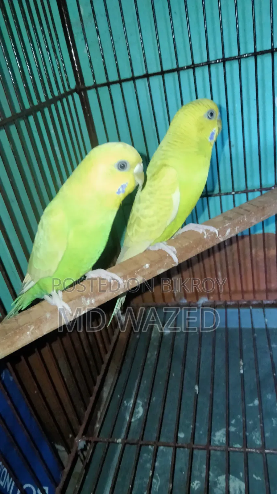 Budgerigar Bird Adult