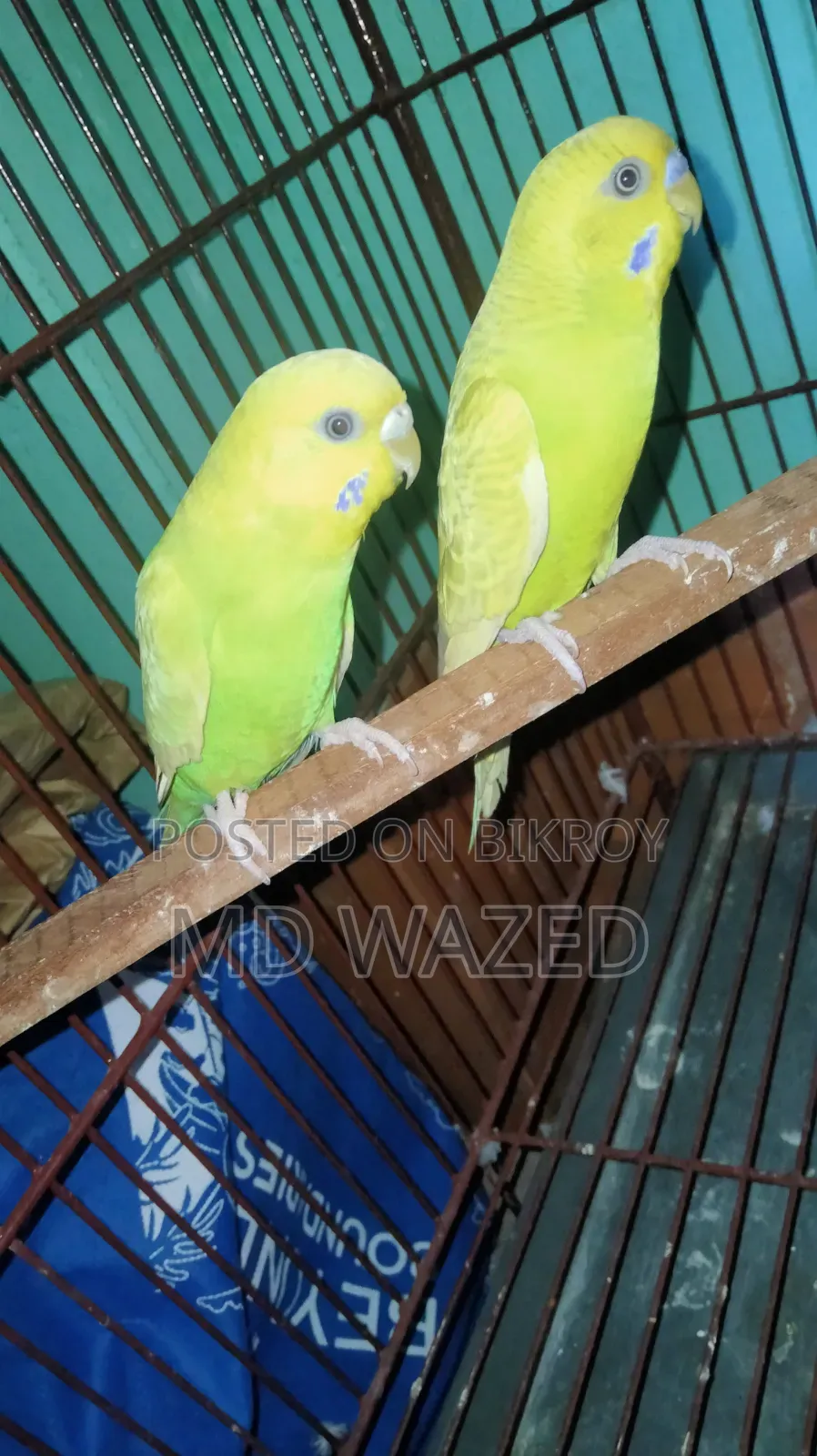Budgerigar Bird Adult