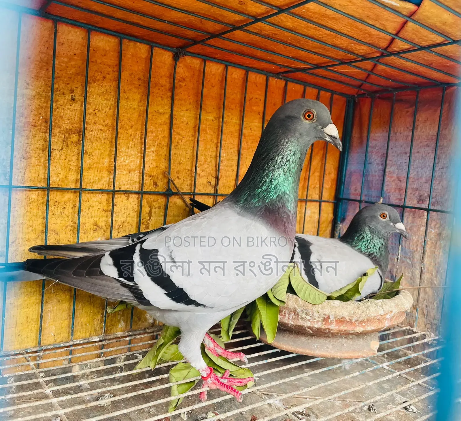 A pair of good quality Racer pigeons will be sold