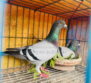 A pair of good quality Racer pigeons will be sold