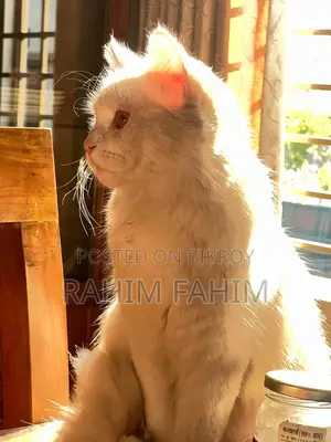 ১+ বছরের স্ত্রী মিক্সড ব্রিড পার্সিয়ান বিড়াল
