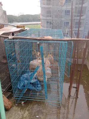পাখি রাখার খাচা