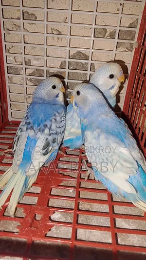 Budgerigar Birds