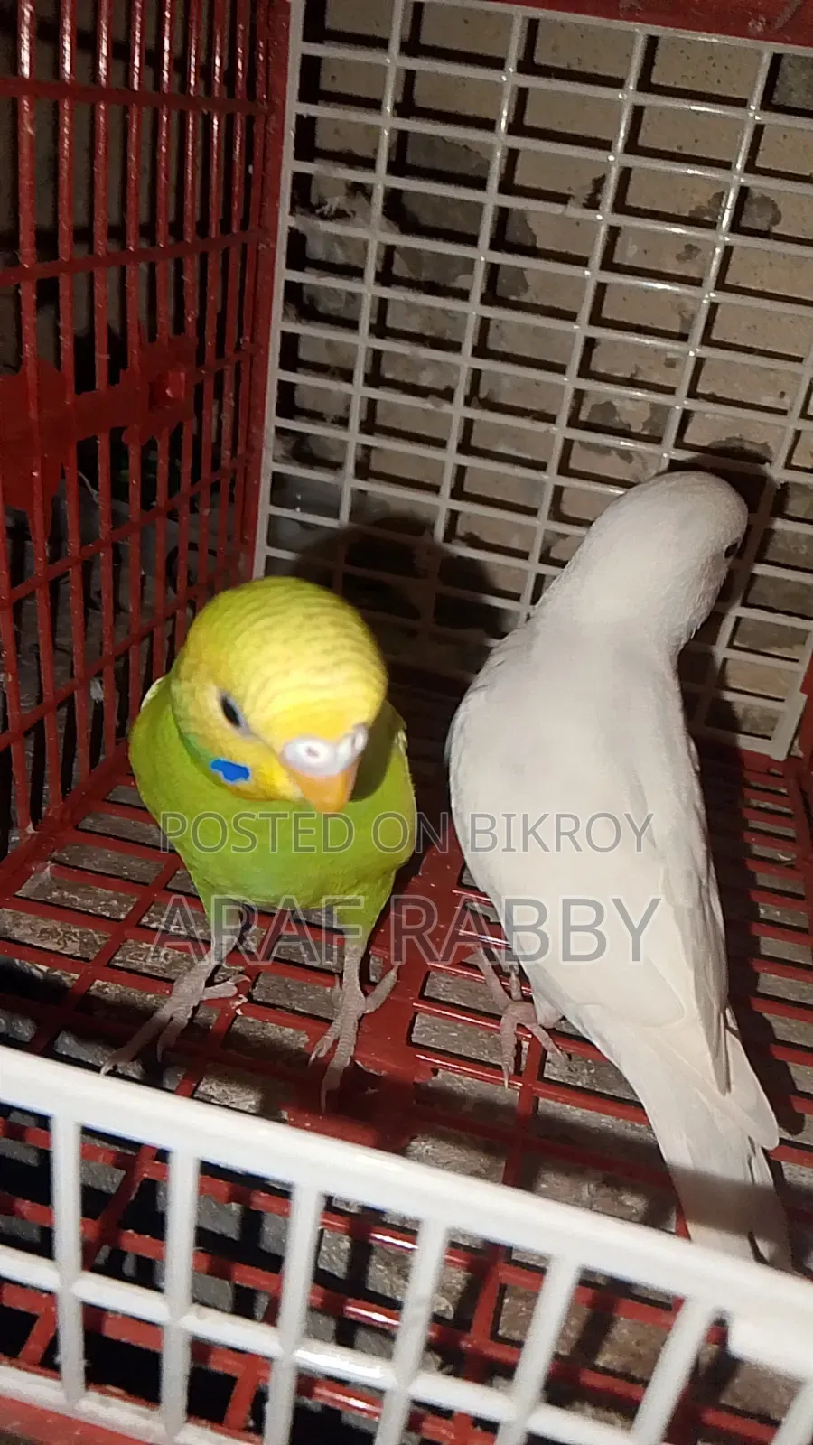 Budgerigar Birds