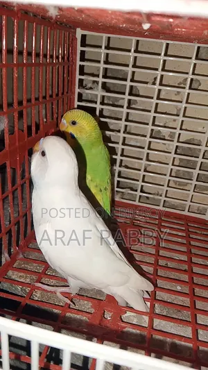 Budgerigar Birds