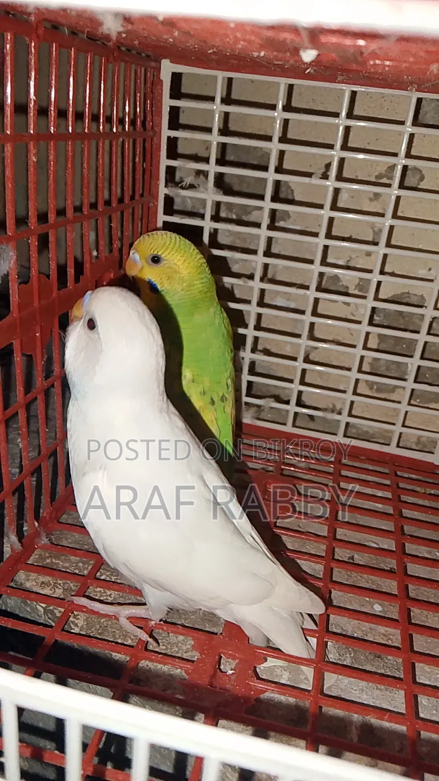 Budgerigar Birds