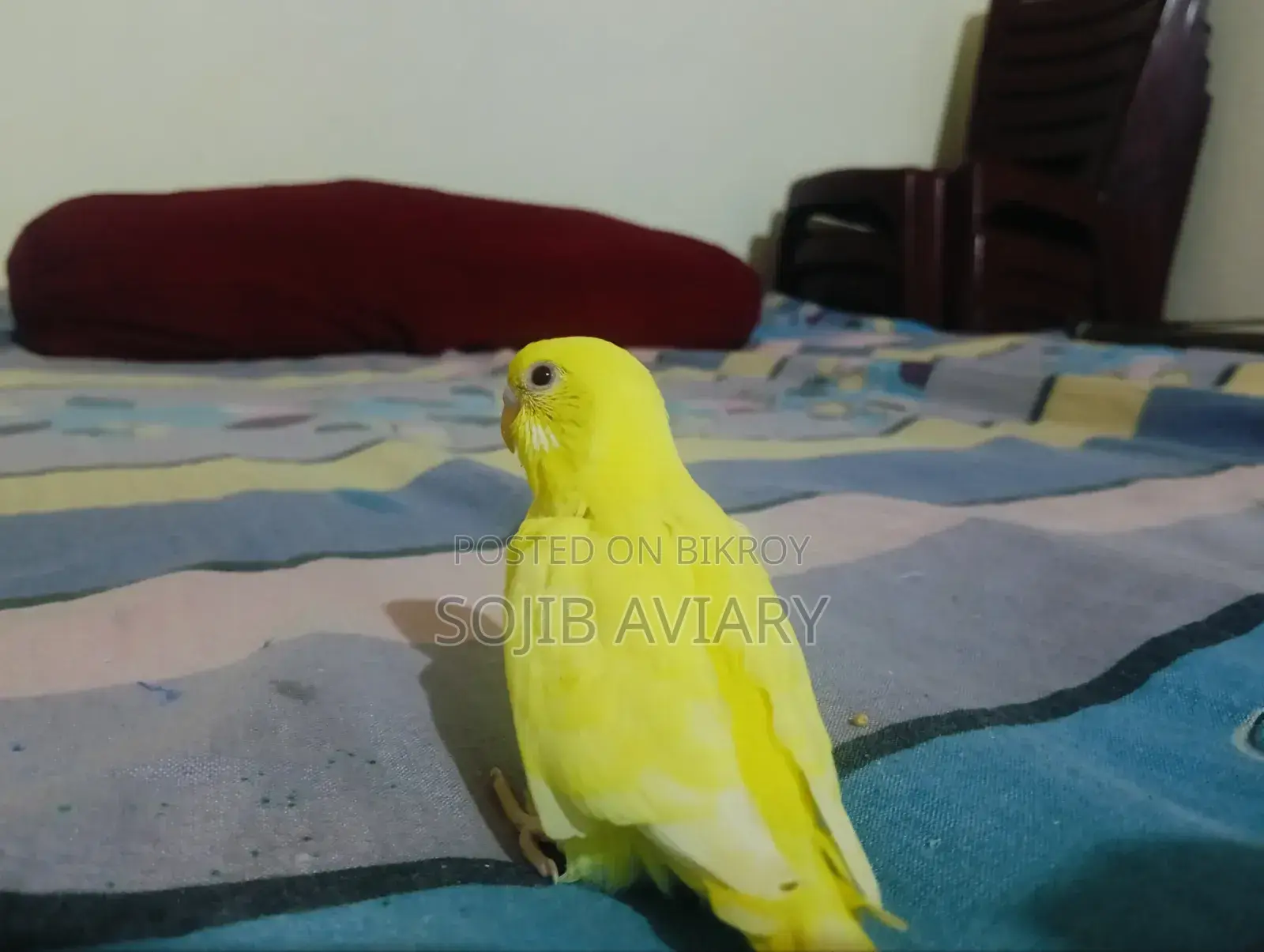 Lutino Red Eyes Budgie Baby