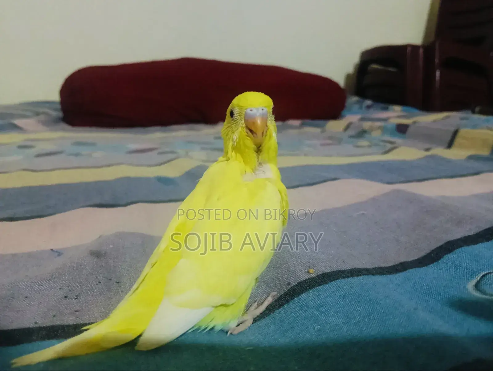 Lutino Red Eyes Budgie Baby