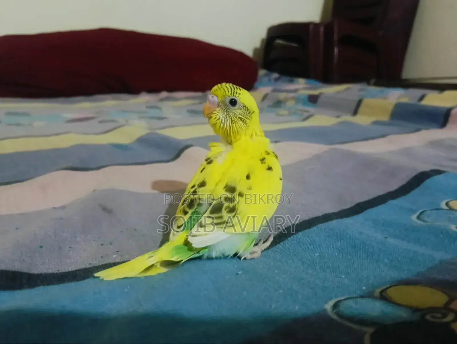 Lutino Red Eyes Budgie Baby