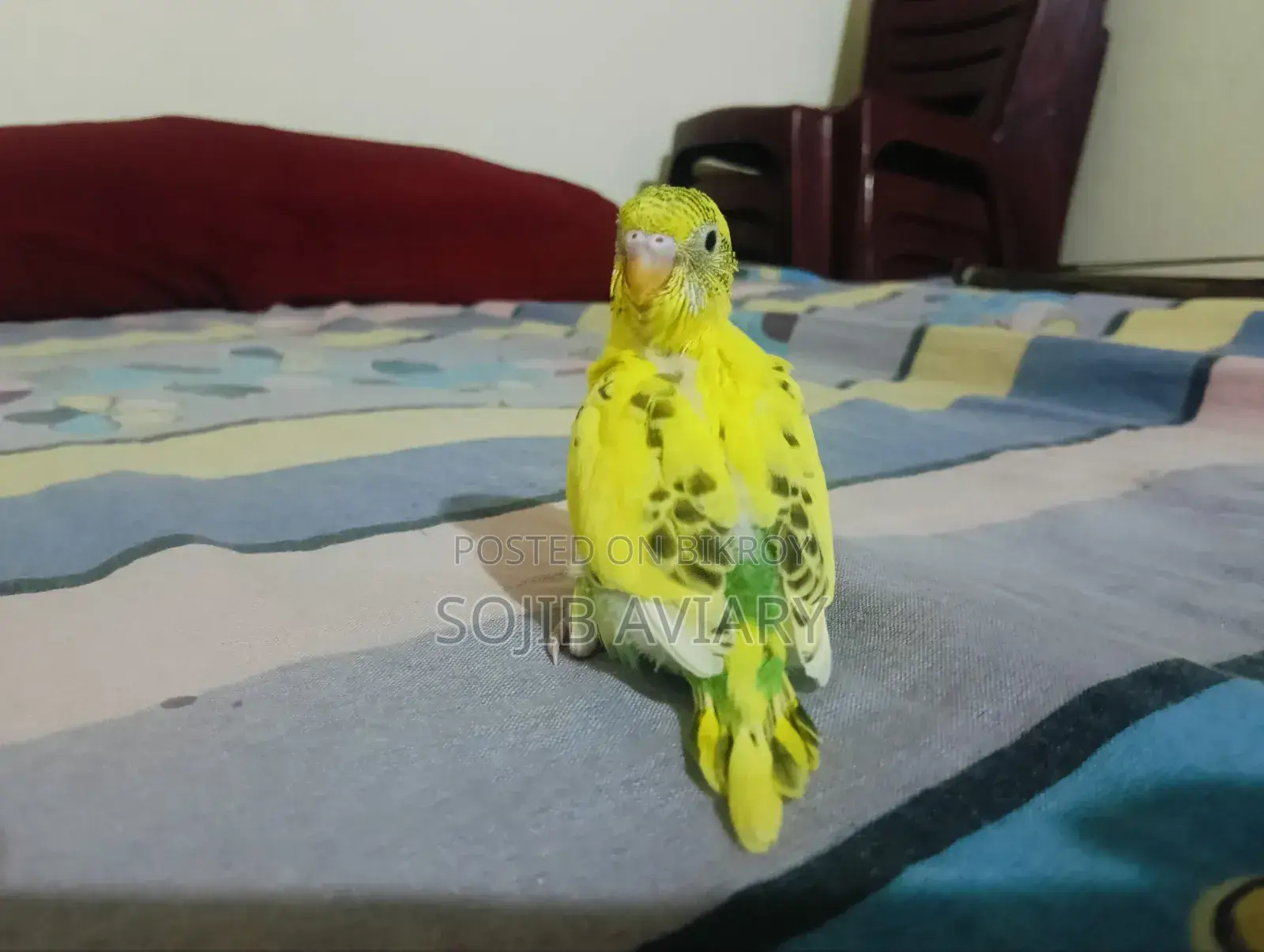 Lutino Red Eyes Budgie Baby